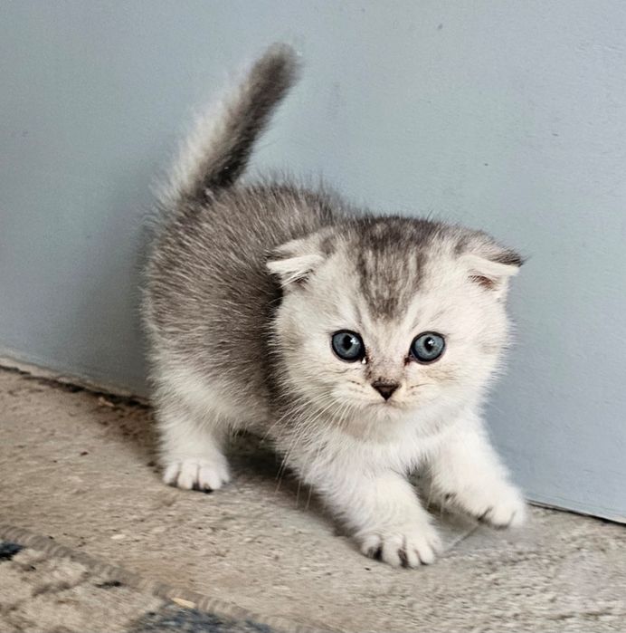 Котенок Скоттиш страйт и фолд серебристый шиншилла