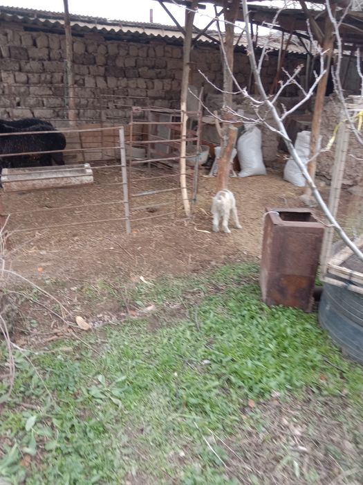 Собака Кушик сатылады