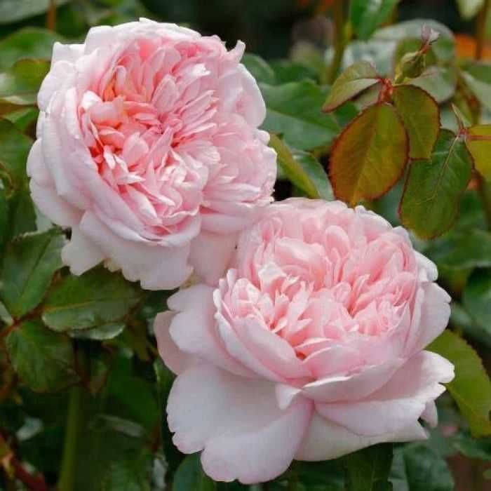 Butas (Răsad) de Trandafir  soi Ascot - rosu, Mauritia - roz, , Lampion-galben, Aqurell - roz galben, pt plantat