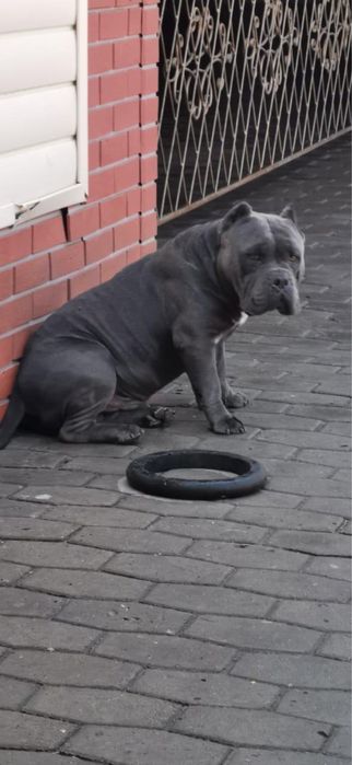 Американский булли