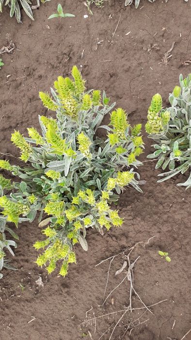 Мурсалски  чай на едро  и дребно