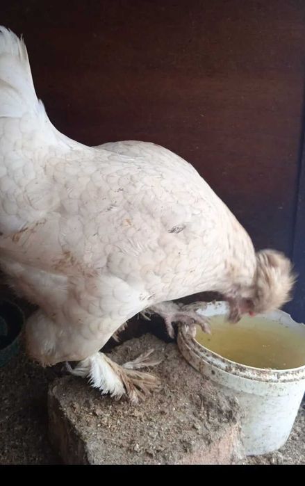 Карликовые бентамки парами.