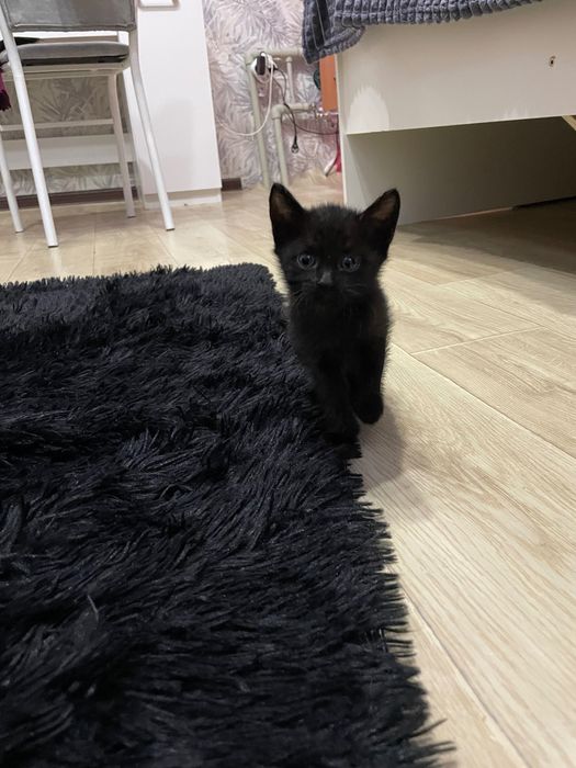 Отдам котят в хорошие руки