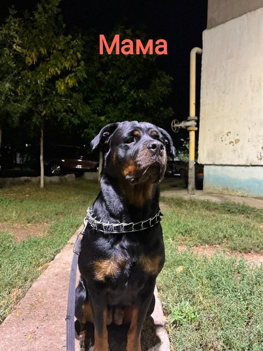 Бронь щенков Ротвейлера