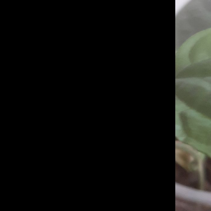 Клеродендрум филиппинский