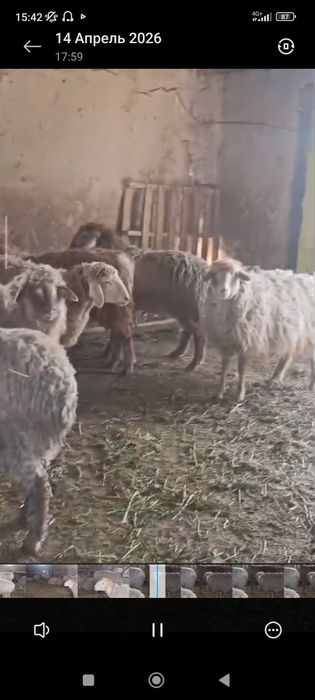 бордакы койлар сатылады