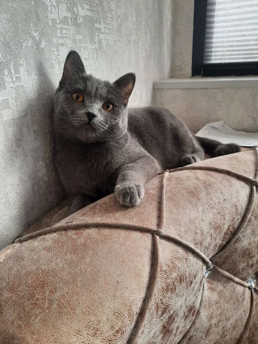 Skotish strayt mushuklari