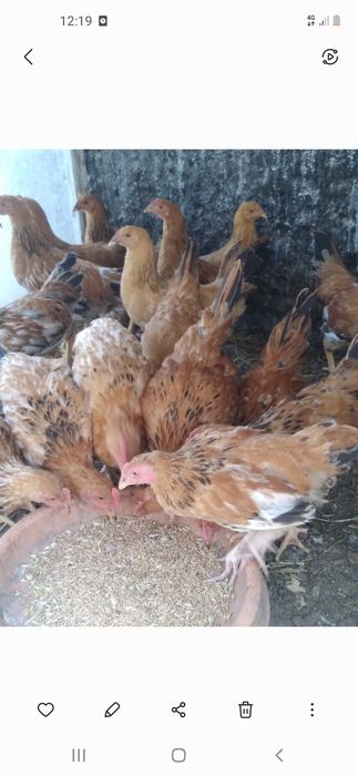 Продам курей домашних