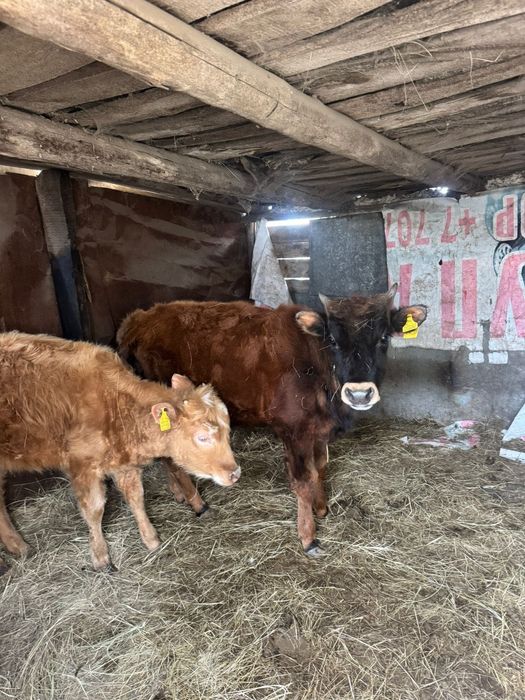 Продам быков. Баспақ сатамын