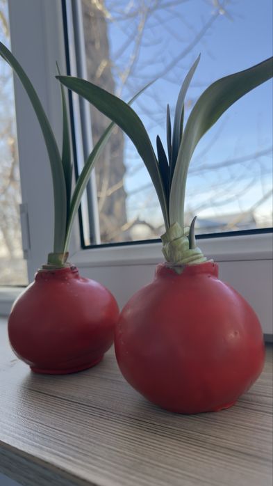 Цветок Амаралис красный