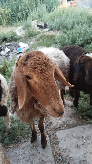 Qoylar sotiladii
