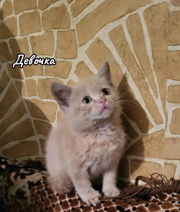 Котята в добрые руки!