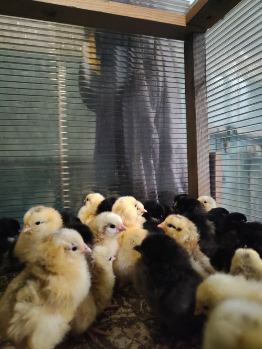 Домашние циплята