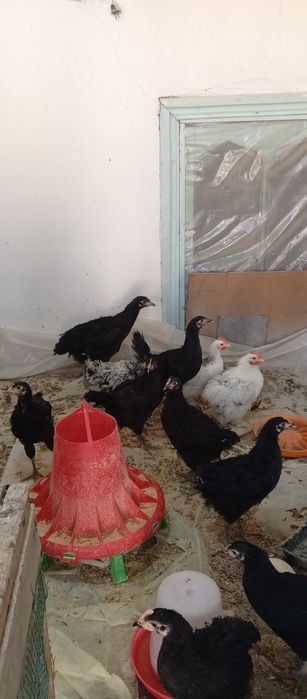 Кора Шахзода жужалар сотилади