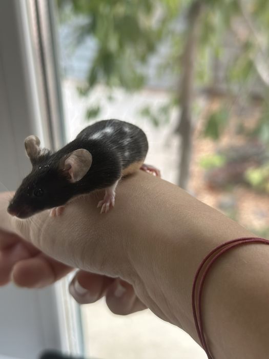 Декоративные сатиновые мышата