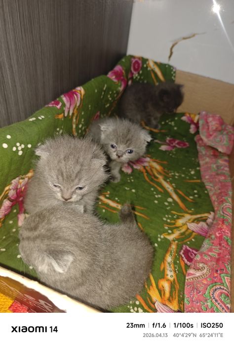 Scotish fold 2 haftalik