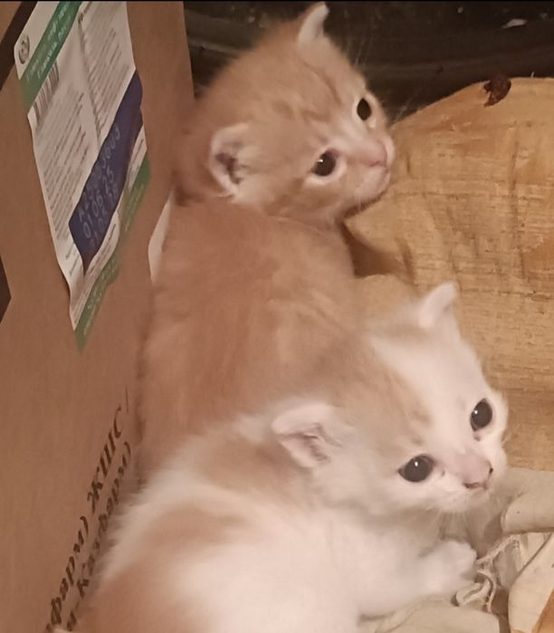 Котятки в добрые ручки