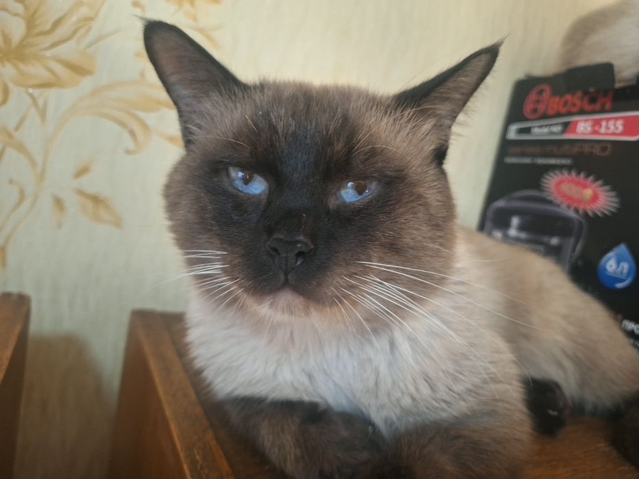 Сиямский мушук 2 ешда Визяткага 300000 сум