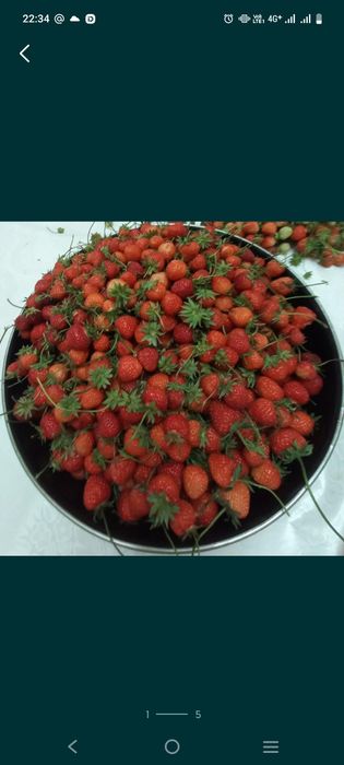 Продам клубнику  домашний