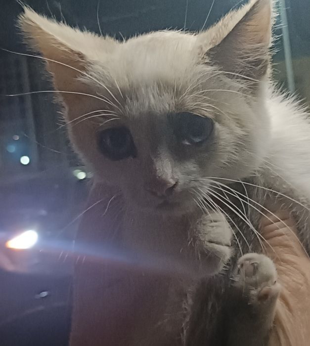 Котенок малыш в добрые ручки
