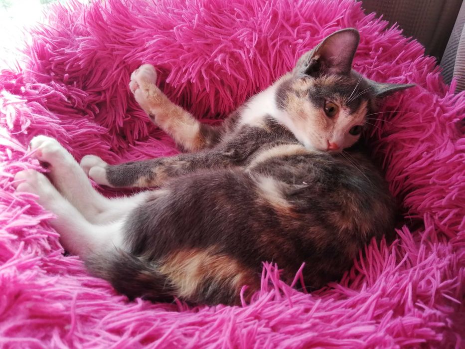 Анатолийские кошки