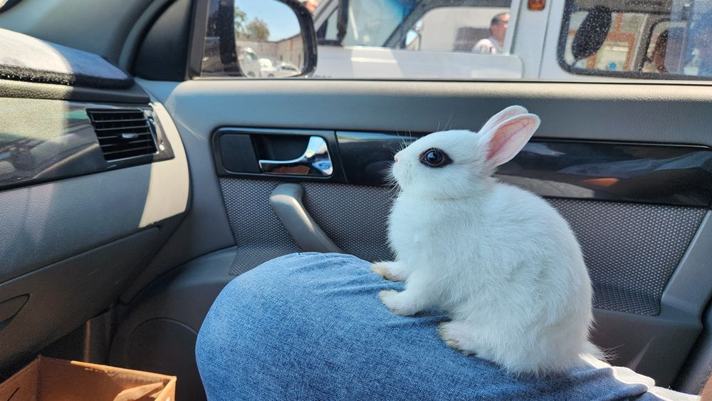 Карликовые кролики