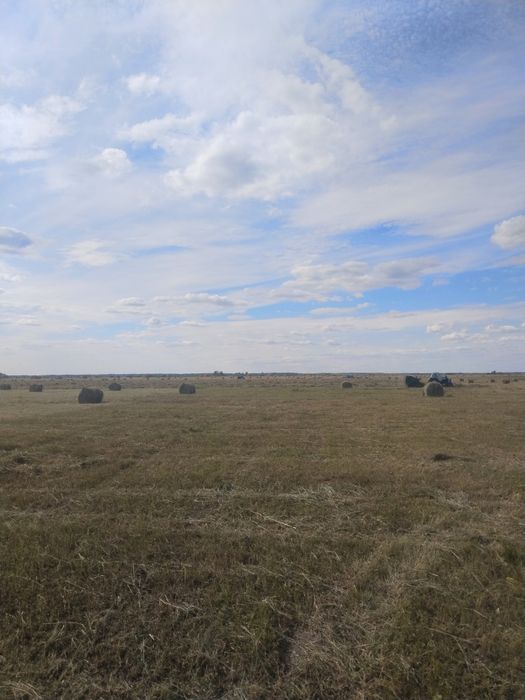 Сено разнотравье,луговое,рулон