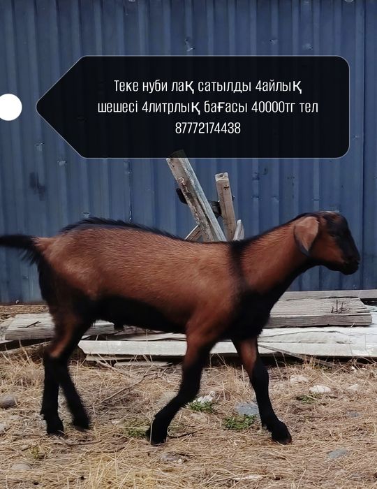 Нуб теке лақ сатылады