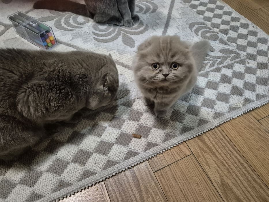 Pui scottish longhair lila