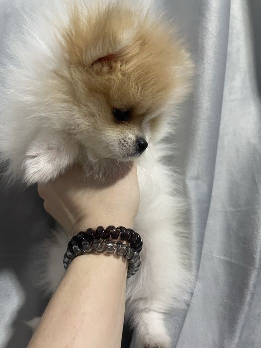 Шпиц девочка пати колор