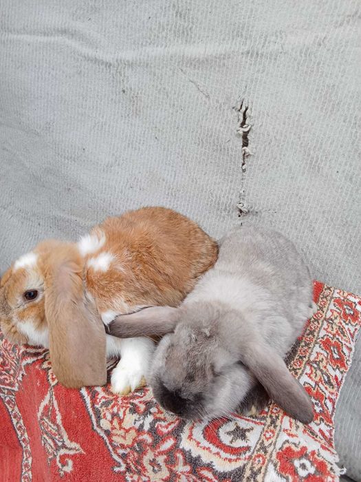 Vand iepuri berbec german