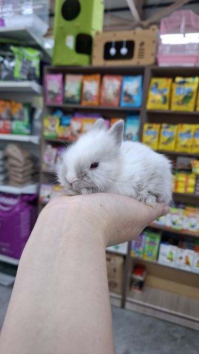 Карликовые декоративные кролики