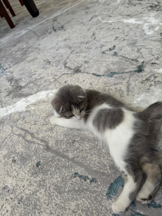 шотландский веслоухий