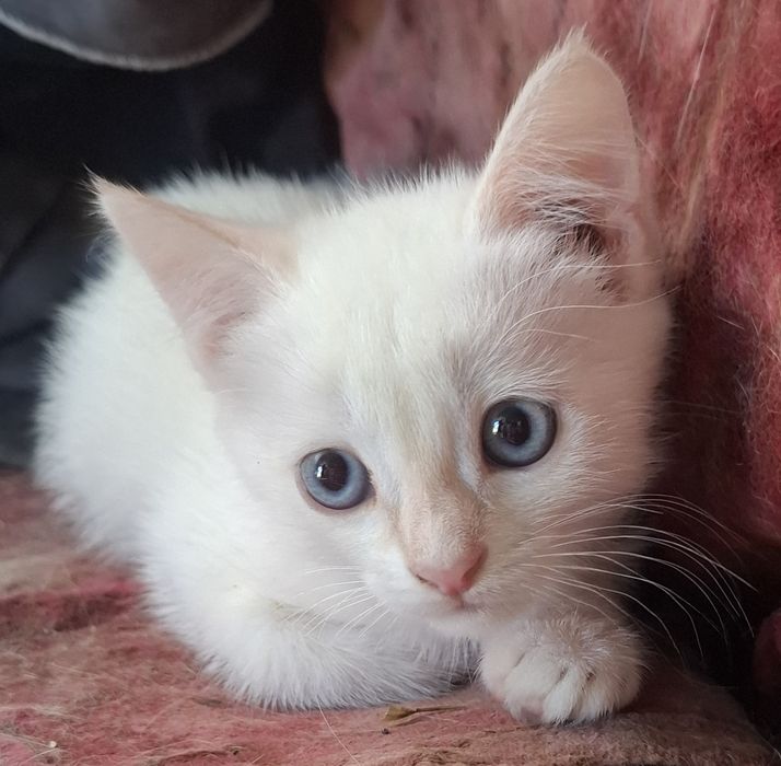 Отдам котёнка девочку в добрые руки