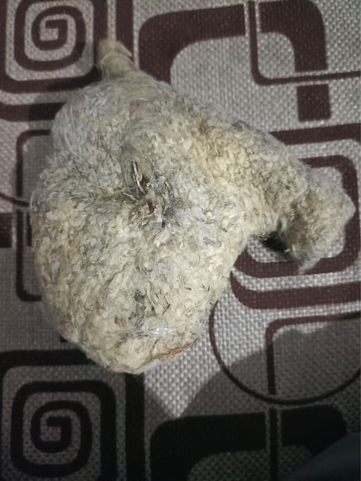 Құрқылтайдың ұясы