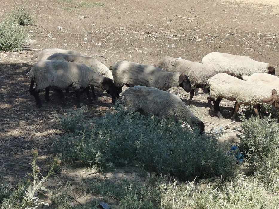 Vand oi metis suffolk