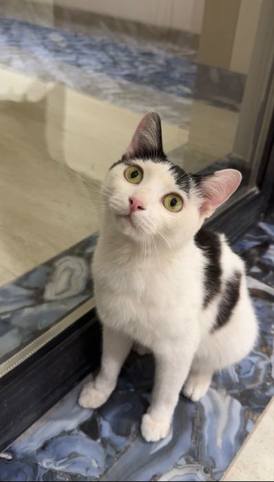 Кошка ходит в унитаз
