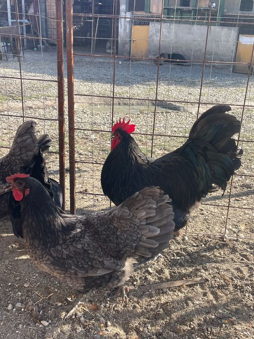 Găini australorp