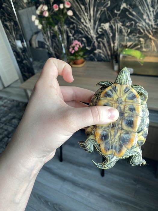 Черепаха коаснокхая 1,7 года