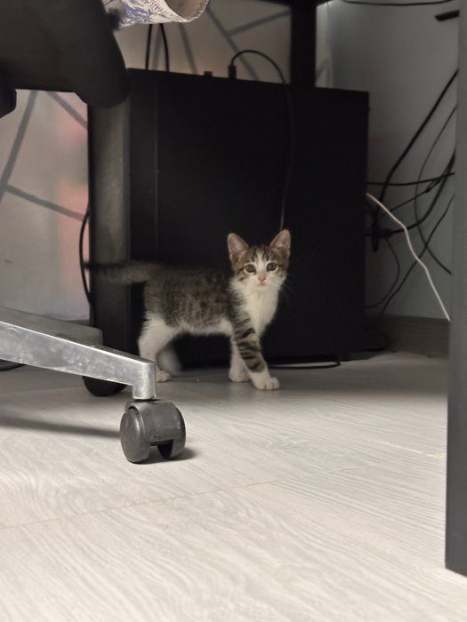 Отдам котенка мальчик