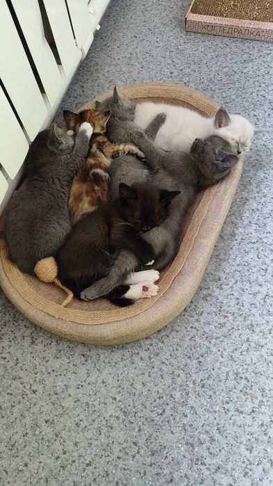 Бесплатно котята
