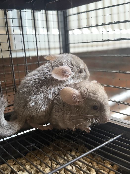 Pui chinchilla bej-gri