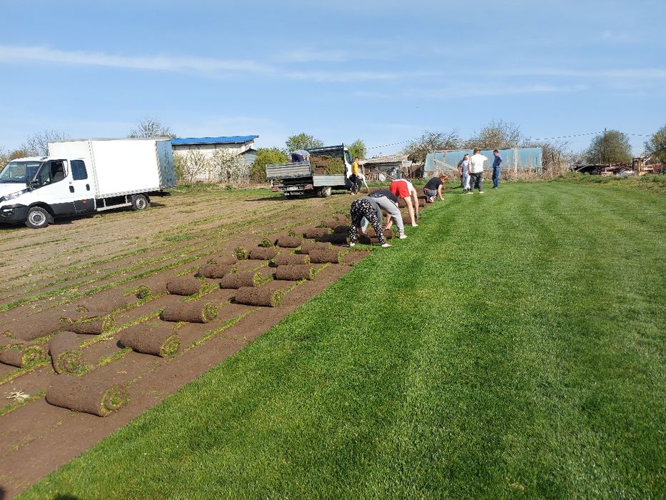 Gazon Rulou  Calugareni