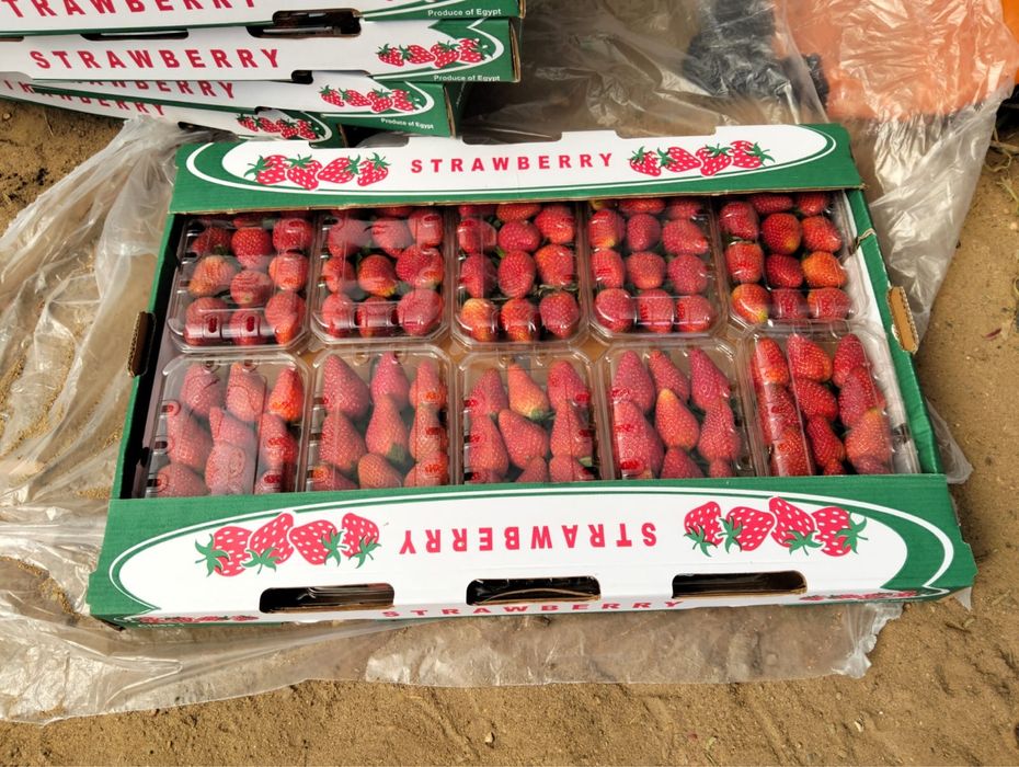 Клубника свежая  оптом и в розницу