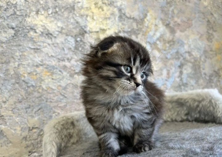 Скоттиш фолд вислоухий
