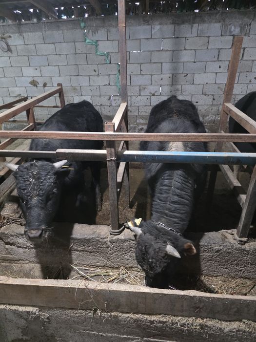 Бычки 15 голов  продам в круг