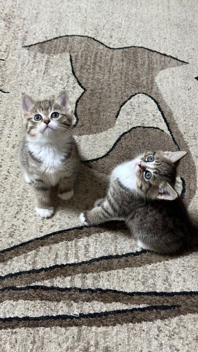 отдам котят в добрые руки