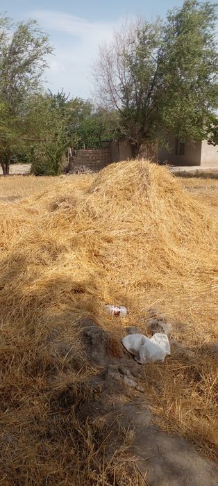 Narxi juda arzon 600 ming sõm