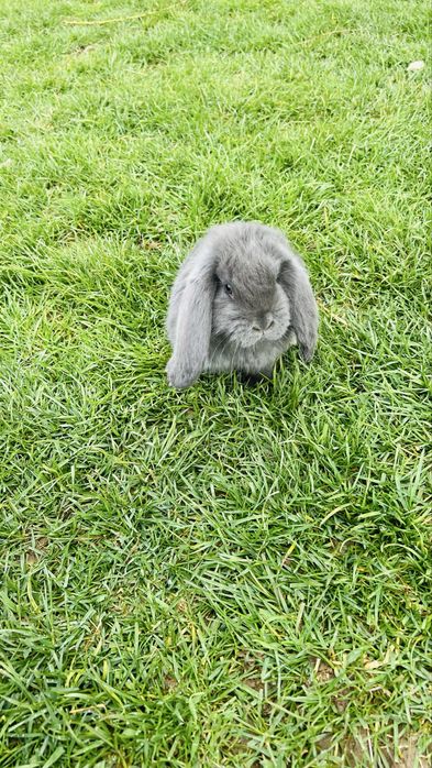 Disponibili 4 iepurasi berbec german