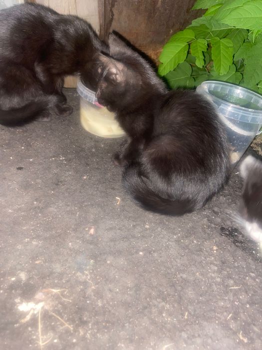 Отдам котят в добрые руки